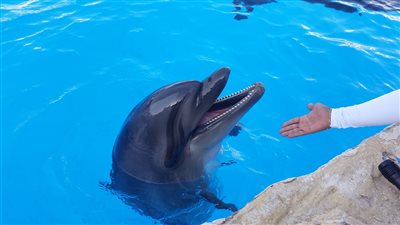 بالفيديو والصور.. «دولفين» يرسم لوحات فنية تباع بـ 500 دولار