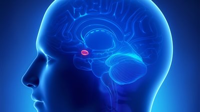 دراسة: العيش على مقربة من الغابات يحافظ على صحة اللوزة العصبية بالمخ