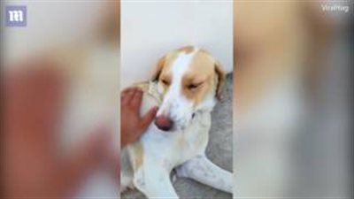 بالفيديو والصور.. كلبة تشعل مواقع التواصل بإرضاع قطة