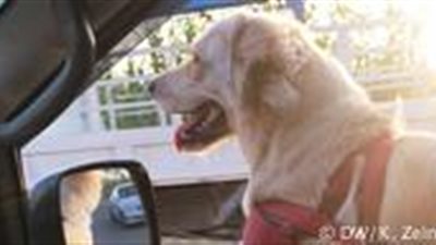 «تاكسي» مخصص لنقل الكلاب في لبنان