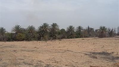 الجيزة تضم 5 آلاف متر لـ«بالم سبرنجز» بطريق «مصر إسكندرية»