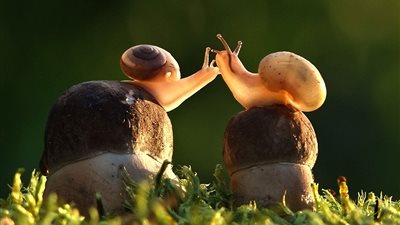 بالصور.. أفضل اللقطات الرومانسية بين الحيوانات