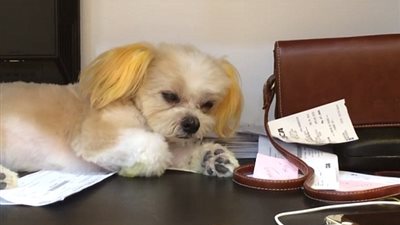 بالفيديو والصور.. كلب يقاوم النوم بطريقة طريفة