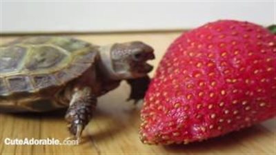 بالفيديو والصور.. مشهد طريف لسلحفاة تتناول الفراولة