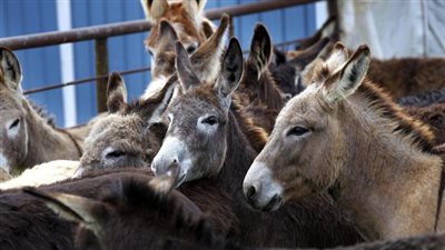 الزراعة: مصر تستهدف 3 دول لتصدير الحمير