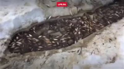 بالفيديو.. صدفة تقود إلى العثور على آلاف الأسماك