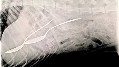 بالصور.. أغرب ما ابتلعته الكلاب تكشفه الأشعة السينية