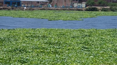 النقل النهري تتهم ورد النيل بتعطيل الملاحة