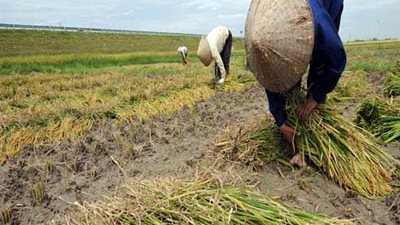 بدء موسم حصاد الأرز بكفرالشيخ لمساحة 297 ألف فدان