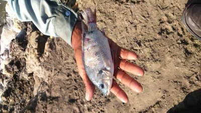 علوم البحار يوضح حقيقة إصابة الأسماك المصرية بفيروس خطير