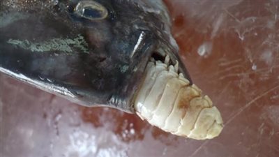 معهد علوم البحار يكشف أسباب إصابة الأسماك بطفيل الـ«الأيزوبودا»