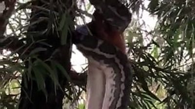 ثعبان ضخم يبتلع حيوان «بوسوم» بالكامل (فيديو وصور)