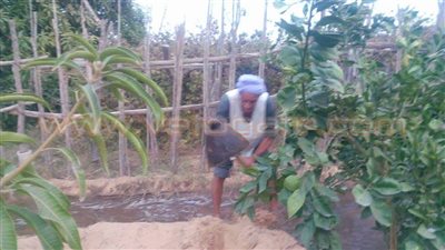 أهالي «القطا» بالجيزة يطالبون بتوفير المبيدات الزراعية