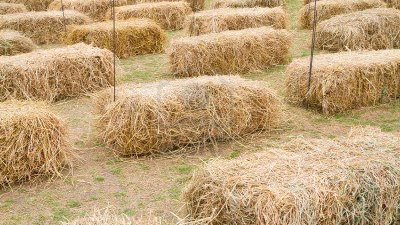 3.5 ملايين طن قش أرز حصيلة موسم الحصاد بمحافظات الدلتا