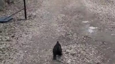 دجاجة تستقبل صاحبتها العائدة من المدرسة يوميا (فيديو)