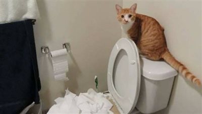 بالصور.. قطط تتسبب في كوارث داخل المنازل