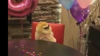 بالفيديو.. امرأة تثير ضجة بعيد ميلاد كلبها