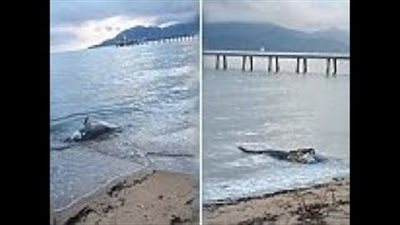 تمساح يفاجئ رواد شاطئ بأغرب وجبة إفطار (فيديو وصور)