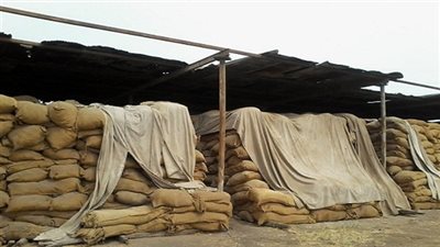 توريد 124 ألف و9 أطنان من القمح للشون والصوامع بقنا