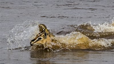 بالصور.. تمساح يخدع غزالة بالقتل الصامت