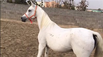 مزاد لبيع 53 حصانا عربيا أصيلا بمحطة الزهراء