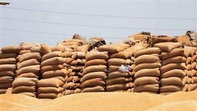 توريد 97 ألف طن قمح لشون وصوامع سوهاج