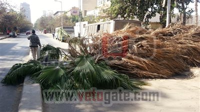 بالصور.. نخيل وزارة الزراعة يهدد المارة بشارع نادى الصيد