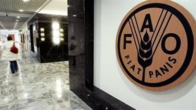 «الفاو» تدعم اليمن لمكافحة الجراد الصحراوي