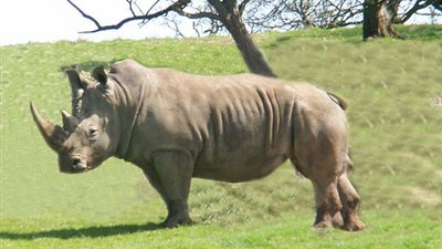 جون سكانلون: قتل وحيد قرن كل 8 ساعات بأفريقيا