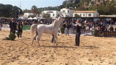بيع أول «مهرين» بمزاد الخيول في محطة الزهراء مقابل ٧٠ ألف جنيه
