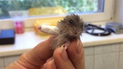 شاهد.. هامستر صغير كسر ذراعه يثير بكاء مستخدمي الإنترنت