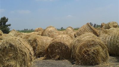 «زراعة الدقهلية»: تجميع 14 ألف طن قش أرز للتخلص منها