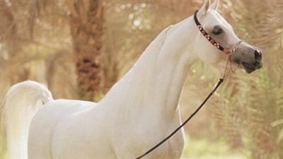 انسحاب نجل السيد البدوى من مزاد الخيول العربية بمحطة الزهراء