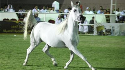 بيع ٧ خيول بمزاد محطة الزهراء مقابل ٣٠٠ ألف جنيه