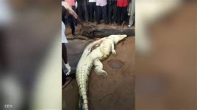 بالفيديو.. لحظة شق بطن تمساح وإخراج رفات طفل بداخله