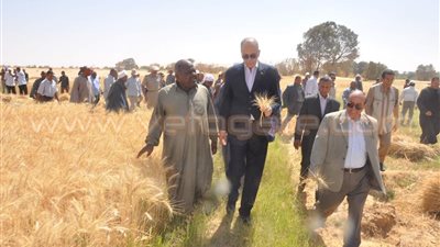 محافظ الوادي الجديد يشهد بدء حصاد القمح بمركز باريس