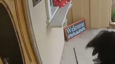 بالفيديو والصور.. كلب يحطم زجاجا على رأس امرأة