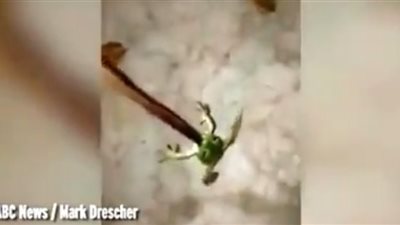 بالفيديو.. ضفدع يأكل ثعبانًا حيًا بفمه الصغير