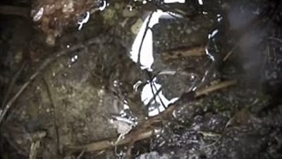 بالفيديو والصور.. دب يهاجم صيادا بشراسة