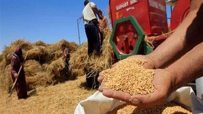 «رويترز»: تقرير تقصي فساد القمح يكشف دور الحكومة في إهدار المال العام