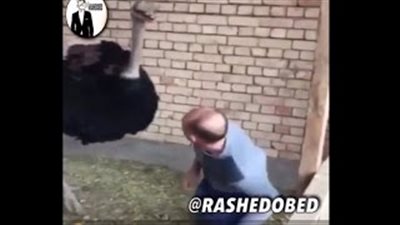 بالفيديو.. نعامة تلقن رجلًا درسًا قاسيًا بعد اقتحامه حظيرتها