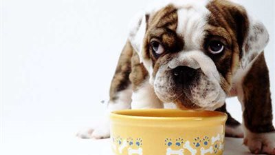 خبراء الطب البيطري: 12 نوعا من الأعذية ممنوعة للكلاب الأليفة