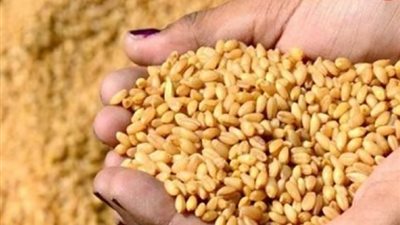 بلومبرج: منع مصر استيراد القمح المصاب بفطر الإرجوت يربك التجار