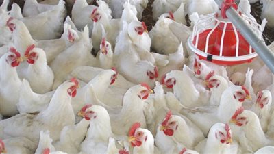 28 جنيها سعر كيلو الدواجن بالأسواق