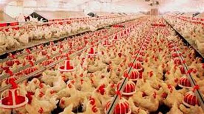 افتتاح مشروعات زراعية وإنتاج داجني بأعياد تحرير سيناء