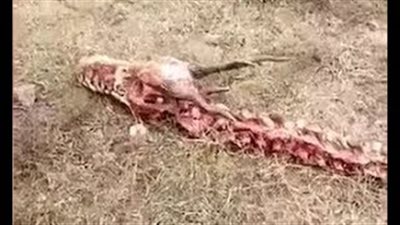 بالفيديو والصور.. قرويون يعثرون على هيكل ضخم لتنين