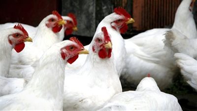 25 جنيها سعر كيلو الدواجن.. وكرتونة البيض تسجل 36 بالأسواق