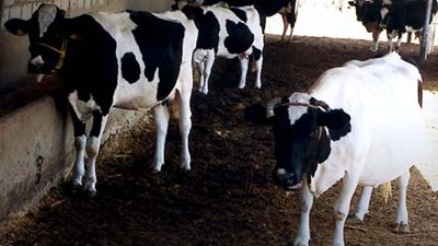 «التموين»: صفقات عجول ودواجن لتلبية احتياجات المواطنين في رمضان