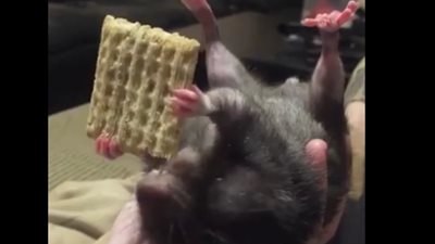 فأر يتناول الطعام بطريقة مثيرة للسخرية (فيديو)