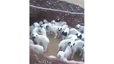 امرأة خليجية توزع خرافا في حفل سبوع ابنها (فيديو)